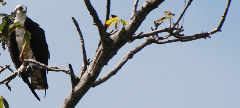 wp1628d960_0f.jpg